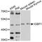 Immunoglobulin Binding Protein 1 antibody, abx125981, Abbexa, Western Blot image 