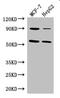 Forkhead Box C1 antibody, orb47047, Biorbyt, Western Blot image 