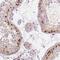 ETS2 Repressor Factor antibody, NBP2-49538, Novus Biologicals, Immunohistochemistry paraffin image 