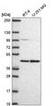 Protein arginine N-methyltransferase 1 antibody, HPA072136, Atlas Antibodies, Western Blot image 