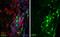 CD3 antibody, NB600-1441, Novus Biologicals, Immunohistochemistry frozen image 