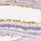 PDE6B antibody, HPA054148, Atlas Antibodies, Immunohistochemistry frozen image 