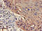 WASP Family Member 1 antibody, CSB-PA852883LA01HU, Cusabio, Immunohistochemistry frozen image 