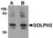 Golgi Membrane Protein 1 antibody, TA306857, Origene, Western Blot image 