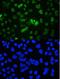 YY1 Transcription Factor antibody, PB9909, Boster Biological Technology, Immunofluorescence image 