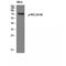 SCH antibody, LS-C380772, Lifespan Biosciences, Western Blot image 