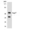 Septin 7 antibody, LS-B14700, Lifespan Biosciences, Western Blot image 