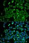 SCH antibody, LS-C332095, Lifespan Biosciences, Immunofluorescence image 