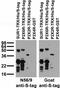 S Epitope Tag antibody, 73-352, Antibodies Incorporated, Western Blot image 