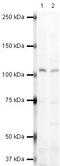 Gem Nuclear Organelle Associated Protein 4 antibody, PA5-19576, Invitrogen Antibodies, Western Blot image 