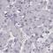 Semenogelin-2 antibody, NBP1-92376, Novus Biologicals, Immunohistochemistry paraffin image 