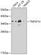 CD256 antibody, GTX32453, GeneTex, Western Blot image 