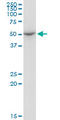Exo/Endonuclease G antibody, LS-C134012, Lifespan Biosciences, Western Blot image 