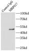 Mitochondrial Ribosomal Protein S27 antibody, FNab05358, FineTest, Immunoprecipitation image 