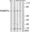 Rabaptin, RAB GTPase Binding Effector Protein 2 antibody, TA315810, Origene, Western Blot image 