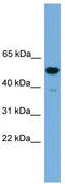 One Cut Homeobox 3 antibody, TA329992, Origene, Western Blot image 