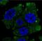 V-Set And Immunoglobulin Domain Containing 1 antibody, NBP1-81073, Novus Biologicals, Immunocytochemistry image 