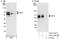 Nuclear Factor I C antibody, A303-123A, Bethyl Labs, Immunoprecipitation image 