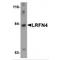 Leucine Rich Repeat And Fibronectin Type III Domain Containing 4 antibody, LS-C108479, Lifespan Biosciences, Western Blot image 