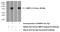 Doublesex And Mab-3 Related Transcription Factor 3 antibody, 26093-1-AP, Proteintech Group, Western Blot image 