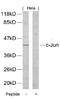 Jun Proto-Oncogene, AP-1 Transcription Factor Subunit antibody, 79-272, ProSci, Western Blot image 