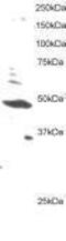 Adhesion G Protein-Coupled Receptor B1 antibody, PA1-31418, Invitrogen Antibodies, Western Blot image 