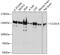 Coiled-Coil And C2 Domain Containing 1A antibody, GTX64877, GeneTex, Western Blot image 