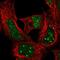 Homeobox protein Hox-A4 antibody, HPA060088, Atlas Antibodies, Immunofluorescence image 