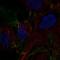 Dermatan Sulfate Epimerase Like antibody, HPA060942, Atlas Antibodies, Immunofluorescence image 