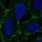 Desmocollin 3 antibody, NBP2-56621, Novus Biologicals, Immunofluorescence image 