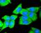 Dickkopf WNT Signaling Pathway Inhibitor 1 antibody, A00632-2, Boster Biological Technology, Immunocytochemistry image 