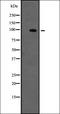 TYRO3 Protein Tyrosine Kinase antibody, orb335490, Biorbyt, Western Blot image 