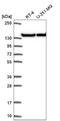 Ubiquitination Factor E4A antibody, NBP2-56653, Novus Biologicals, Western Blot image 