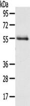 Kinetochore protein Nuf2 antibody, TA351066, Origene, Western Blot image 