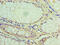 Lipase A, Lysosomal Acid Type antibody, CSB-PA012972EA01HU, Cusabio, Immunohistochemistry frozen image 