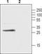 Free fatty acid receptor 1 antibody, TA328808, Origene, Western Blot image 