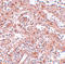 Protein lin-28 homolog A antibody, A01966, Boster Biological Technology, Immunohistochemistry frozen image 