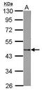 Lipase A, Lysosomal Acid Type antibody, PA5-27346, Invitrogen Antibodies, Western Blot image 