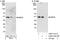 Mitogen-Activated Protein Kinase Kinase 2 antibody, A302-141A, Bethyl Labs, Immunoprecipitation image 