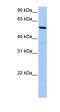 Putative uncharacterized protein encoded by NCRNA00188, mitochondrial antibody, orb325803, Biorbyt, Western Blot image 
