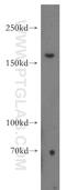 FA Complementation Group A antibody, 19542-1-AP, Proteintech Group, Western Blot image 