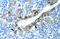 Solute Carrier Family 30 Member 9 antibody, ARP31477_P050, Aviva Systems Biology, Immunohistochemistry frozen image 
