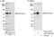 Protein AATF antibody, A301-031A, Bethyl Labs, Immunoprecipitation image 
