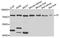 Transferrin antibody, A1448, ABclonal Technology, Western Blot image 