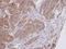 Dipeptidyl Peptidase 3 antibody, LS-C185751, Lifespan Biosciences, Immunohistochemistry frozen image 