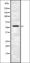 Nik-related protein kinase antibody, orb335480, Biorbyt, Western Blot image 