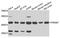 PR/SET Domain 7 antibody, A7961, ABclonal Technology, Western Blot image 