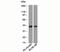 RUNX Family Transcription Factor 3 antibody, orb248167, Biorbyt, Western Blot image 