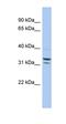 Family With Sequence Similarity 92 Member B antibody, orb326045, Biorbyt, Western Blot image 