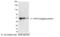 VSV-G epitope tag antibody, NB100-2486, Novus Biologicals, Western Blot image 